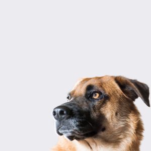 Canine HTMA Retest (Includes Consultation)